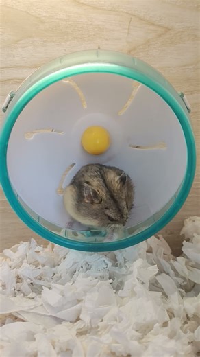 My Hamster Doing His Morning Body Routine 😴🐹