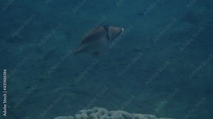 Exotic coral fish - Picasso trigger-fish, scientific name is Rhinecanthus assas, the species belongs to the family Balistidae, it inhabits Red Sea, Middle East