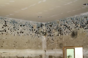 How To Stop Mold From Spreading: Top 5 Tips