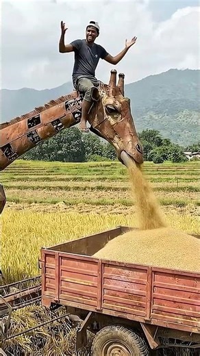 The Most Incredible Farming Invention – Mechanical Giraffe Harvester #shorts #viralshorts