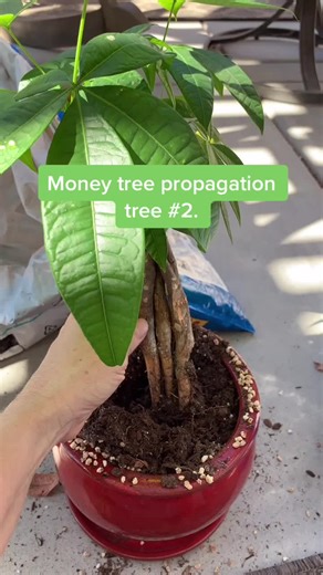 Money Tree Propagation Guide: How to Successfully Propagate Your Money Tree