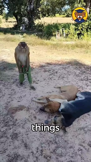 7 Crazy Animal Facts Will Blow Your Mind #AnimalFacts #Wildlife #wildlifeplanet #facts #animalfacts #animallife | Be Animal Facts