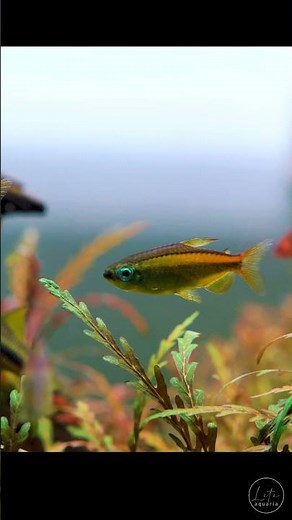 Blue Eyed Congo Tetra 💙💎