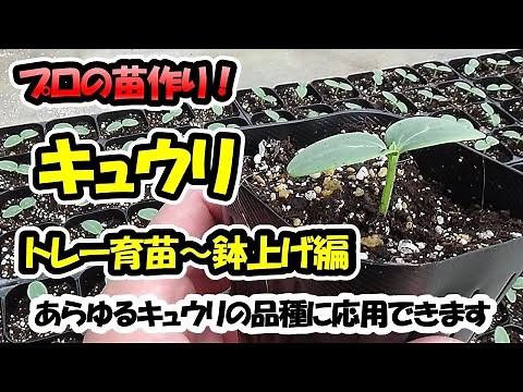 【育苗のプロが教える！】キュウリの苗作り トレー育苗～鉢上げ編（セルトレー）あらゆるキュウリの品種に応用できます
