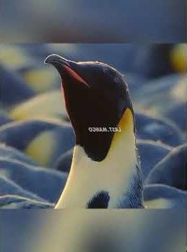 The female penguin has gone a whole month without eating in order to lay her egg. #animals #shorts