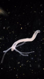 12K views · 3.8K reactions | This little annoying copepod was playing...