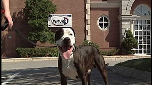 The Duke of the Animal Rescue League of NH needs a new home