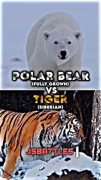 Polar Bear vs Siberian Tiger
