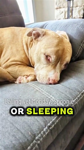 🚨 Don't Ignore These 3 Kidney Disease Warning Signs in Dogs#dog#shorts#dogscare