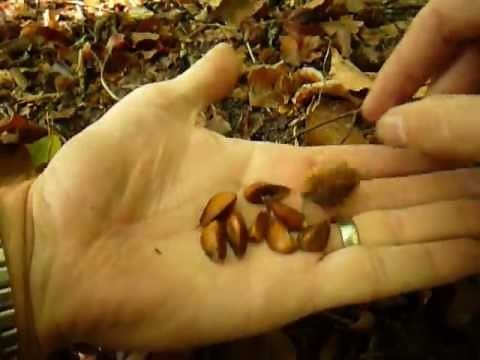Wild Edibles: Foraging Beechnuts