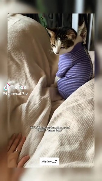 🙄😂 #funnycatsoftiktok #catslovers #foryoupage #funnnycatsvideo #foryou