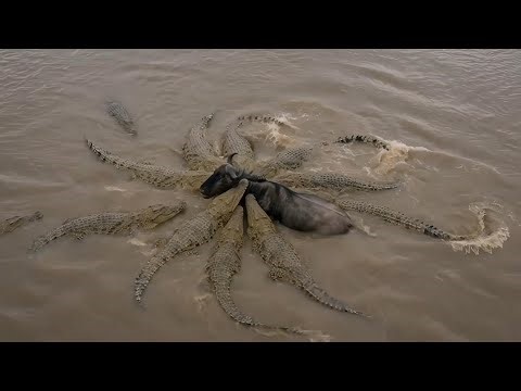 The Perilous Wildebeest Crossing - Crossing the Crocodile River #animals #safari #wildlife