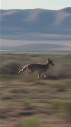 You never really know how fast a coyote can move or what it’s going to do next
