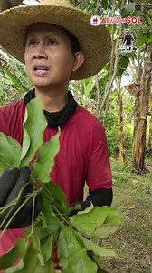 Molave Tree Planting ni Albert’s Adventure | AKAY ni SOL Food, Tourism and Adventure goes to Region IV-A, Batangas #AKAYniSOL #AKAY #SolAragones #AKAYsaPWD #PWD #Supportlocal | AKAY National Political Party