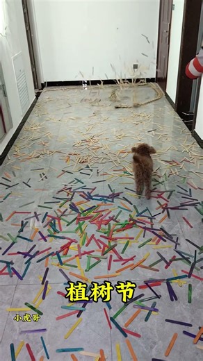 用雪糕骨牌种春天，愿你的小目标都能发芽，好运常伴~#雪糕棒多米诺 #植树节 #是时候展现真正的技术了