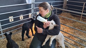 16K views · 1.6K reactions | Every season we have a core group of lambs and kids who need a little help and require bottle-feeding. In 2023, for the first time ever, we are inviting small numbers of our visitors to help us do this. Book your VIP slot online on our website (you can also buy passes as gifts). | Cannon Hall Farm | Facebook