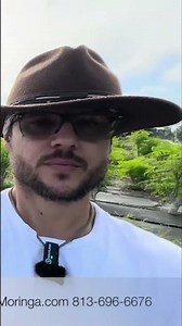 Moringa Harvest Florida Farm Tour & Incredible Benefits!