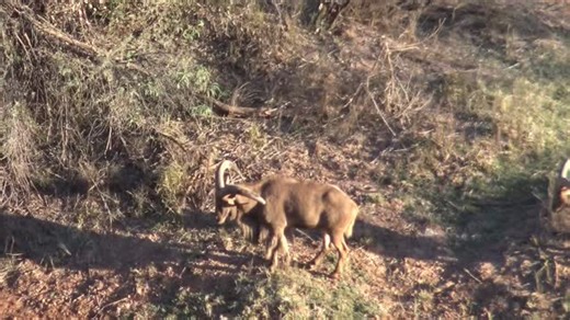This time of year can feel like no man’s land in the hunting world, but for those that chase what’s considered “exotics”, this can be a great time to keep the fire going 🔥 Whether it’s free range on a mountain side or on a high fence ranch, Aoudad (Barbary sheep) is a fun thing to put on your list - #hunting #sheep #mountain #adventure | Hacienda Marketing