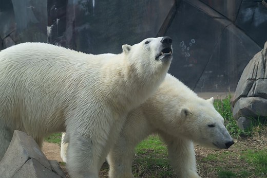 Twin polar bears debut at Saint Louis Zoo