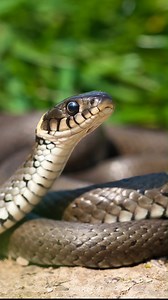 28K views · 132 reactions | BASTA con queste Natrici che si credono VIPERE!! 藍 #reptilesofinstagram #snakes #reptiles #snake #biscia | Reptile Nation | Facebook