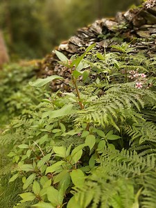 Himalayan Balsam Control - SCRT