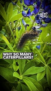 32K views · 70 reactions | Texans should be familiar with those fuzzy little critters in shades of yellow, brown, or black. But should we be concerned about them? ABC13 gets that answer. abc13.co/3W2wY6I | ABC13 Houston | Facebook