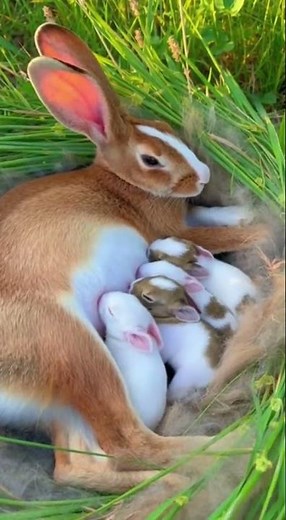 Mother Rabbit Nursing Newborn Baby Bunnies | Adorable Wild Close-Up