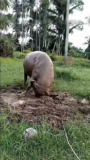 Such a Big Catch! Unbelievable African Tribal Hunting Moment