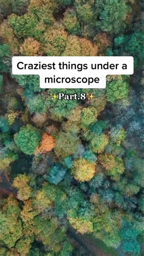 Exploring the Unseen World: Craziest Things Under a Microscope