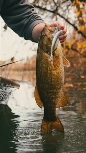 Zoom BLOWOUT deals are live! Enjoy up to 65% OFF select Zoom baits while supplies last. The perfect stocking stuffer, or a gift for yourself! Link to Zoom BLOWOUT Sale collection in bio. ⁃ FREE shipping on orders over $59 📦 ⁃ Orders placed by 2pm PST ship same day (Mon-Fri)​​​​​​​​ 🕑 | Discount Tackle