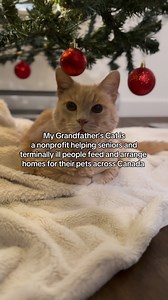Give the gift that means the most this holiday season, the gift of a second forever home 🎁 Give Now: mygrandfatherscat.ca/holiday | My Grandfather's Cat