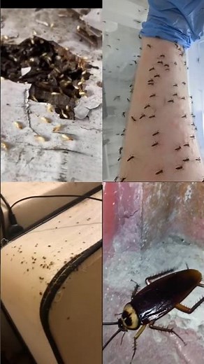 Best Commercial Pest Control Service for Office, Hostel, Hotels, Hospital etc. Call Now 9802149400
