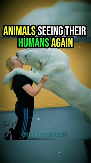 Animals Reunited With Their Owners 💞 #pets #animals #emotionalstory