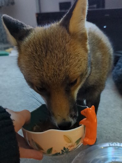 Exploring Cute Foxes: Adorable Moments and Insights