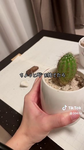 サボテンの育て方と水やりのコツ