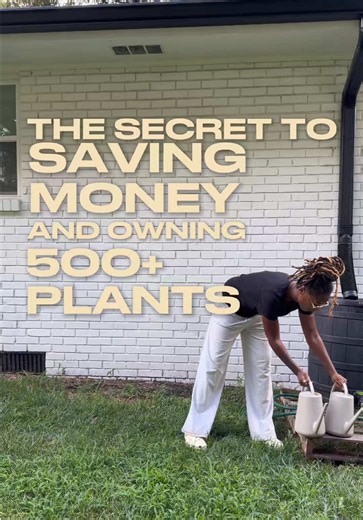How to Save Money and Own 500 Houseplants Using Rainwater