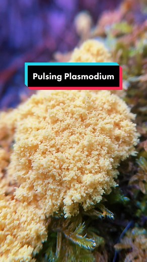 This is a roughly 60m timelapse of slime mold plasmodium pulsing as it grows. Slime molds are Protista (not fungi) but live in similar habitats and also reproduce by forming spores. This mass of plasmodium is one giant multinucleated cell, sending building blocks back and forth (cytoplasmic streaming) as it matures into spore bearing sporangia. Not edible. . #slimemold #slimemolds #myxomycetes #myxomycota #timelapse #timelapsevideo #timelapsenature #slimetok #trippy #trippycontent