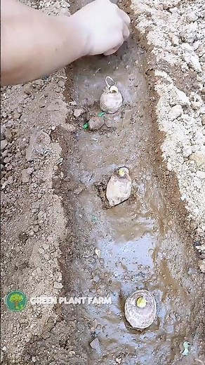 How to grow taro in your garden #rurallife #farming