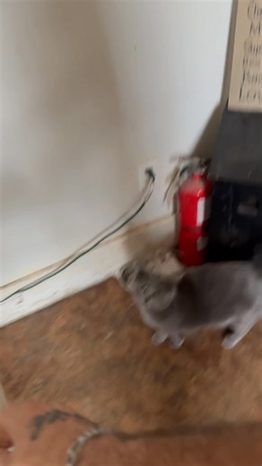 He’s part dog | Michael Watson