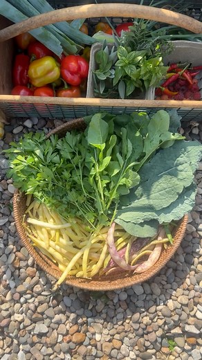 There’s something special about harvesting from your fall garden — the crisp air, rich soil, and the sense of accomplishment that comes with every basket. 🍂 Fall gardening reminds us how rewarding it is to grow our own food, season after season. oday I’m harvesting from my raised bed garden. Raspberries, bush beans, peppers, pumpkins, kale, arugula, green onions, and herbs. Yay for growing your own food! #fallgarden #fallharvest #gardenlife #gardeningjoy #growyourownfood #gardeningcommunity #or