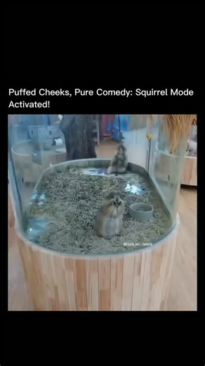 Veiled Earth | Nature Explained on Instagram: "Say hello to the ultimate entertainer of the animal world—the squirrel! These charismatic rodents aren’t just fast and clever, they’re masters of expressive, animated faces that brighten any day. In this video, watch how this little squirrel stuffs its cheeks and pauses to pull off the cutest, silliest expressions. Squirrels use their extra-stretchy cheek pouches to stash food quickly, surviving city parks and wild forests alike. Those fast paws, al