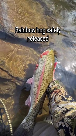 Just a hog of a rainbow trout casually being released back into the wild. Some people go their whole lives without seeing a fish of this caliber 😳 Make sure to follow @amysnit and all the awesome work she’s doing! #flylife #flyfishing #troutbum #troutfishing #trout