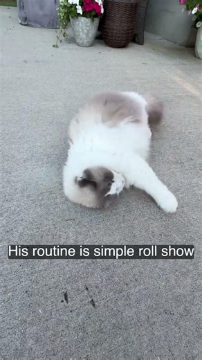 Ragdoll roll #cat #cute #rolling #ragdollparcore #funny #ragdoll #kitty