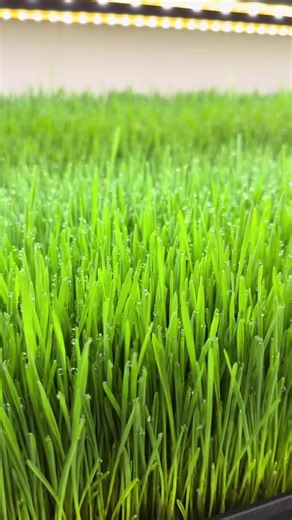 Wheatgrass growing in the container-based fodder farm. This farm uses only 50-70 kWh per day and yields an average of 850 lbs./385 kilos of fodder daily. #cea #agtech #reelsvideo #reelsviral #explore #explorepage #farm #reels #reelsinstagram #farming #instagramreels #hydroponics #growyourownfood #livestock #feed #reelsindia #farmlife #farmanimals #animals #fodder #wheatgrass #ranch #ranching #ranchlife #energy #efficient #hydroponic #innovation #reels__tiktok