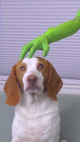 Dog Falls in Love with a Silly Alien Friend