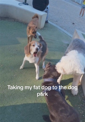 Bro was not playing around today 😂 #dog #funny #viral | Dog Park