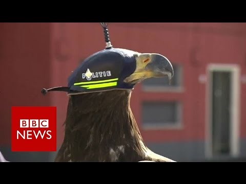 Eagles vs drones - BBC News