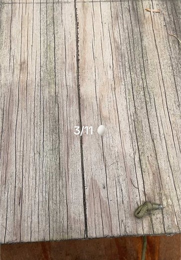 Egg Collecting Routine with Backyard Chickens