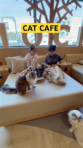 CAT CAFE 고양이 까페 🇰🇷#shorts #cat #cats #pets #pet #고양이 #고양이까페 #squidgame #강아지 #애견영상 #동물원 #동물