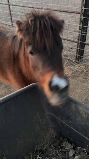 Sunshine Animal Sanctuary on Instagram: "☀️ Mornin ☀️ Lil Alma getting a lil scratch 🍑 in on the fence before strollin over for some din din 🌱w RJ 🫏. She got to have “cupcakes🧁“ for an appetizer lol w my brother Bob (Robert James) before scratches n dinner last night! If ya wanna see these 2 nibble on human uncle Bobby’s fingers, watch the LIVE🟡 from last night. The sunshine ☀️ herd definitely likes human Bob! ⭐️⭐️⭐️⭐️⭐️⭐️⭐️⭐️⭐️⭐️⭐️⭐️⭐️⭐️⭐️⭐️ 🚫No actual cupcakes 🧁 were given to the sunshi